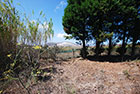 Terreno Vulcano Piano - Nell'isola di Vulcano in località Vulcano Piano vendesi lotto di terreno di circa 987 mq con uliveto